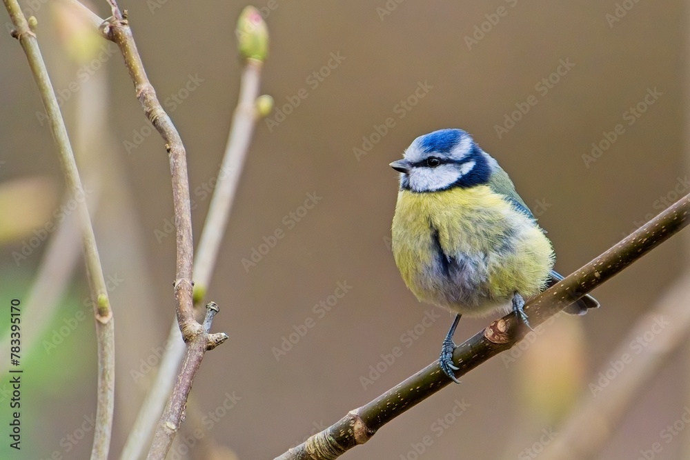 Obraz premium Blue Tit