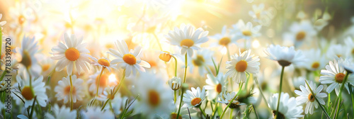 White daisies on the meadow in the rays of the sun
 photo