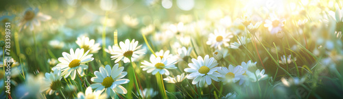 White daisies on the meadow in the rays of the sun 