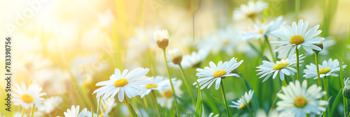 White daisies on the meadow in the rays of the sun  © Pixelmagic