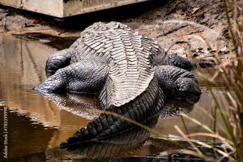 A large Crocodile resting at a riverbank