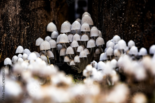 A Cluster of Frosty Bonnet Mushrooms - 1 photo