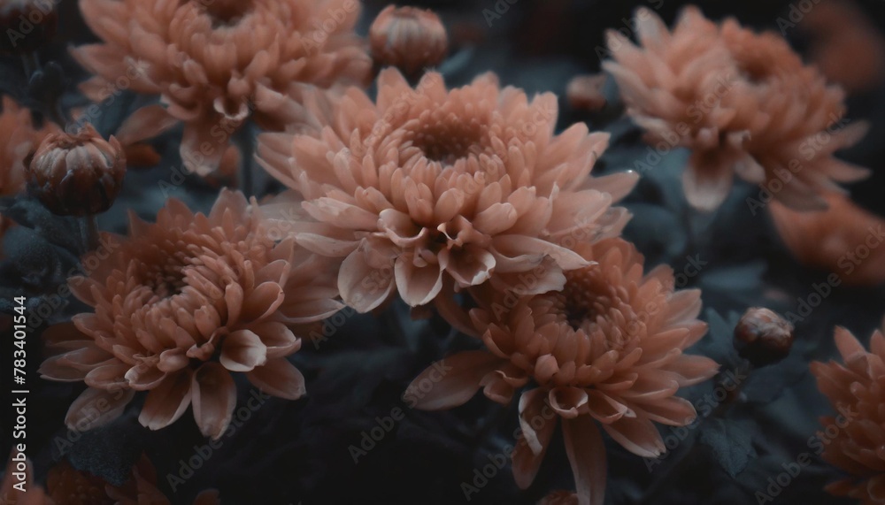 chrysanthemum flowers background peach fuzz color of the year 2024