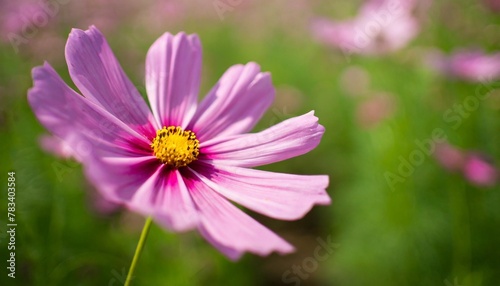 closeup of pink cosmos flower under sunlight with copy space using as background natural plants landscape ecology wallpaper cover page concept
