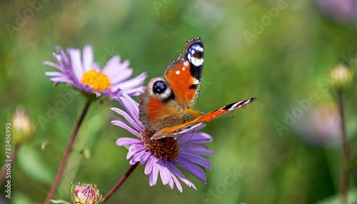 captivating butterfly adorned with vibrant hues perched delicately on a wildflower generative ai