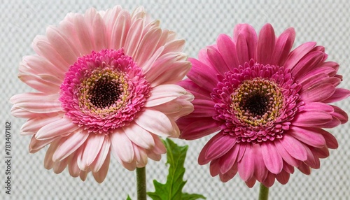 pink gerber daisies isolated on transparent background cutout