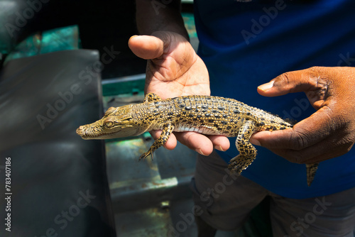 Little baby crocodile held in hand.