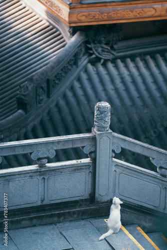 a cat on the steps in Chinese temple