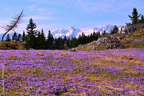 Field of purple spring crocus (Crocus vernus) flowers at Velika Planina and snow covere mountain peak in Gorenjska, Slovenia photo