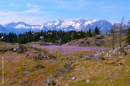 View of snow covered alpine peak in Kamnik-Savinja alp from Velika Planina in Slovenia with a field of purple spring crocus (Crocus vernus) flowers