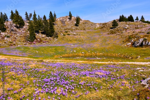 Landscape at Velika planina in spring with spring crocus (Crocus vernus) flowers in Slovenia