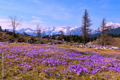 Purple blooming spring crocus (Crocus vernus) flowers at Velika planina and snow covered mountain peakin Slovenia