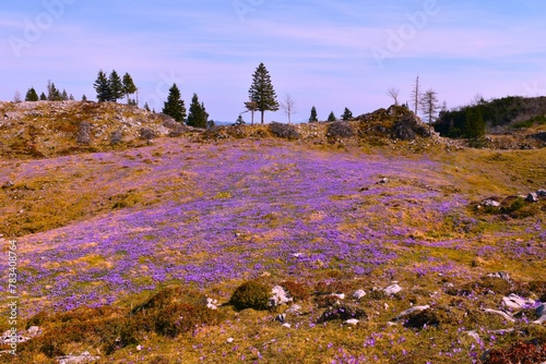 Field of purple spring crocus (Crocus vernus) flowers at Velika Planina in Slovenia