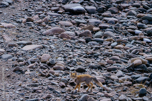 Tibetan Fox in the Wilderness