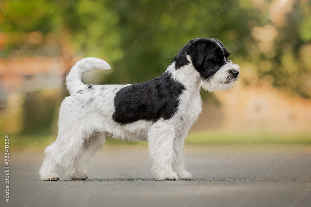 Fototapeta premium Black and white jack russel terrier