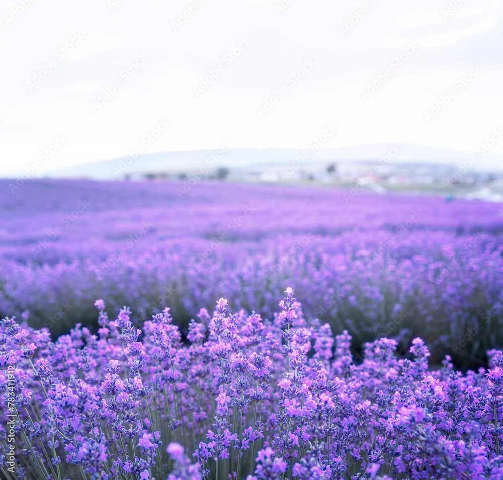 Obraz premium Lavender bushes closeup on sunset. Sunset gleam over purple flowers of lavender. Provence region of France.