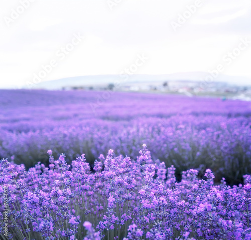 Lavender bushes closeup on sunset. Sunset gleam over purple flowers of lavender. Provence region of France.