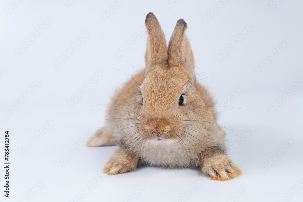 Adorable newborn baby rabbit bunnies brown looking at something sitting over isolated white background. Puppy lovely furry brown bunny ears rabbit playful with copy space. Easter bunny animal concept. Adorable newborn baby rabbit bunnies brown looking at something sitting over isolated white background. Puppy lovely furry brown bunny ears rabbit playful with copy space. Easter bunny animal concept.