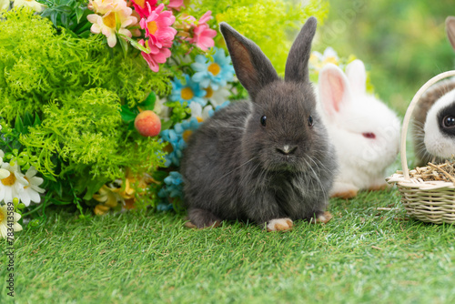 Healthy infants rabbits bunny hungry eating dry alfalfa field in basket sitting together on green grass flower on spring background.Two baby rabbits black white bunny feeding alfalfa grass spring time