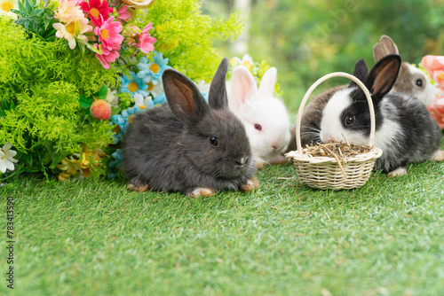 Healthy infants rabbits bunny hungry eating dry alfalfa field in basket sitting together on green grass flower on spring background. Baby rabbits black white bunny feeding alfalfa grass spring time.