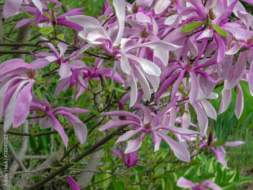 fragment of a large magnolia bush in full bloom