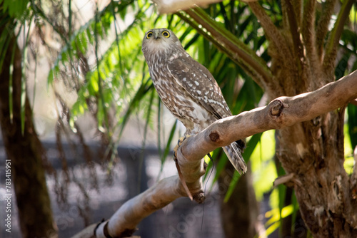 The barking owl has bright yellow eyes and no facial-disc. Upperparts are brown or greyish-brown, and the white breast is vertically streaked with brown. The large talons are yellow. photo