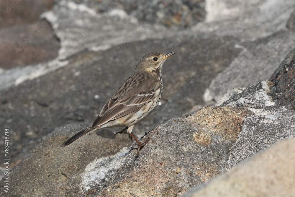 buff bellied pipit in a field buff bellied pipit in a field