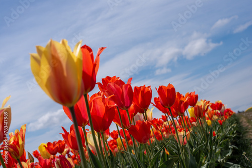 Orange  Yellow and Red Tulips Close-Up