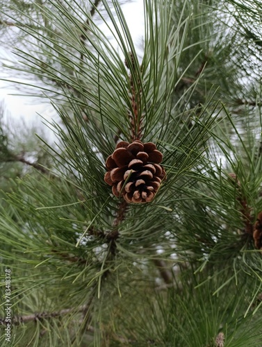 a pine cone that is on a tree