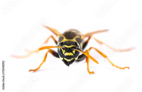 European wasp, Polistes associus, isolated on white background, side view 