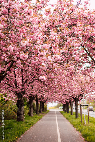 Sakura Alley. Blooming rose trees in the park. Spring Nature