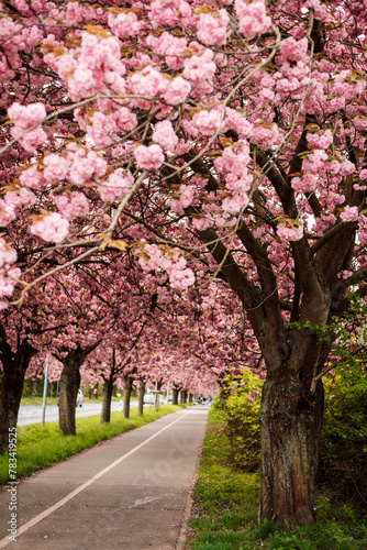 Sakura Alley. Blooming rose trees in the park. Spring Nature