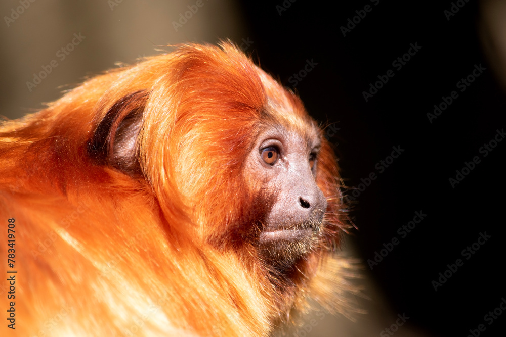 Obraz premium the golden lion tamarin South America primates with a magnificent reddish-gold coat and a long, backswept mane.