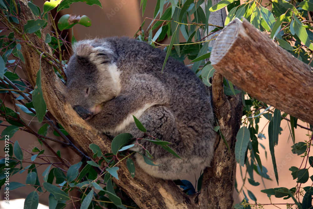 the koala is sleeping in the fork of a tree