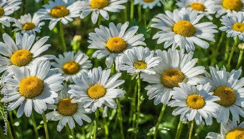 seamless pattern of field flowers artistic background with daisy flowers