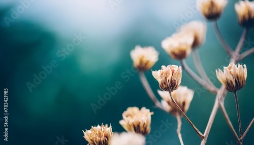 beautiful tiny dried romantic flowers and branches with blur cool tone background macro