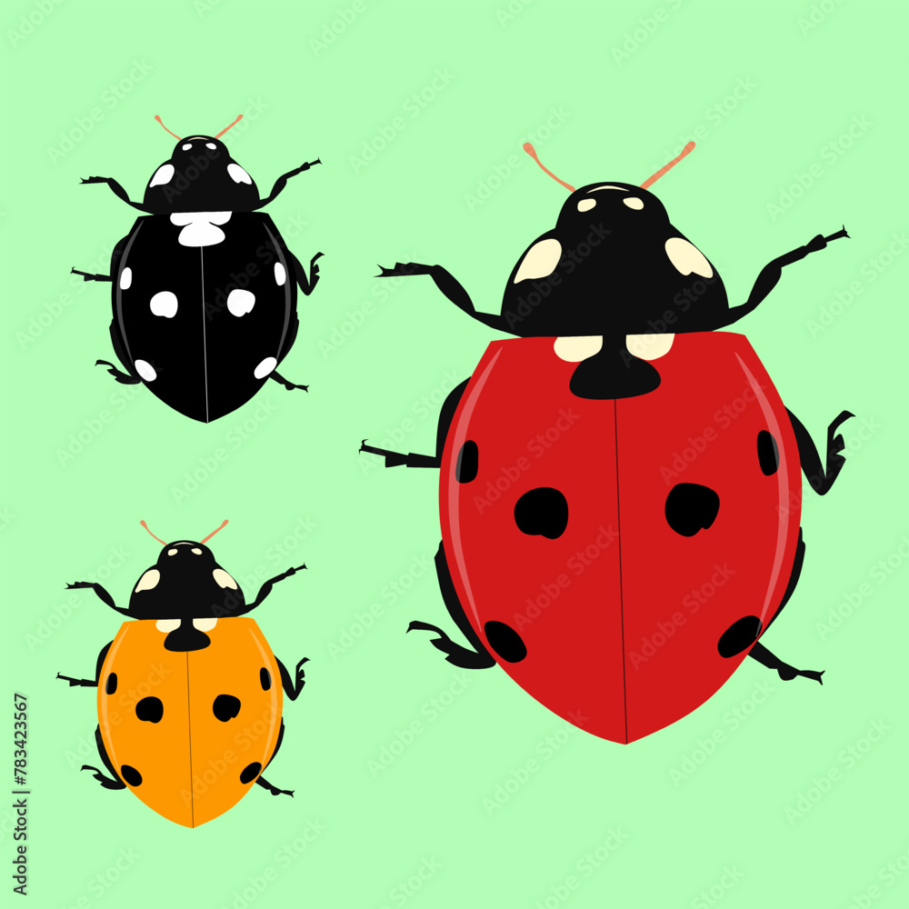 Fototapeta premium ladybug red illustration