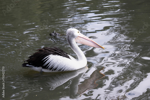 Australian pelicans are one of the largest flying birds. They have a white body and head and black wings. They have a large pink bill. © susan flashman