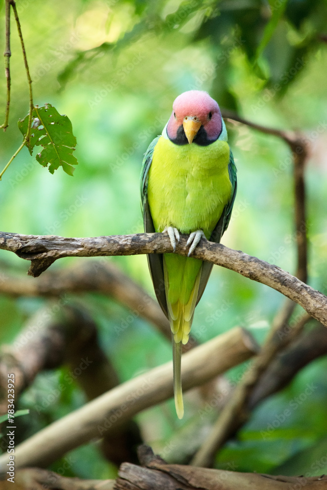 Obraz premium The plum-headed parakeet is a mainly green parrot. The male has a red head