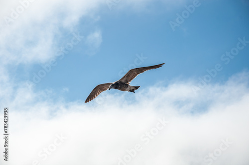 Olrog s Gull  Larus Atlanticus  flying in the sky