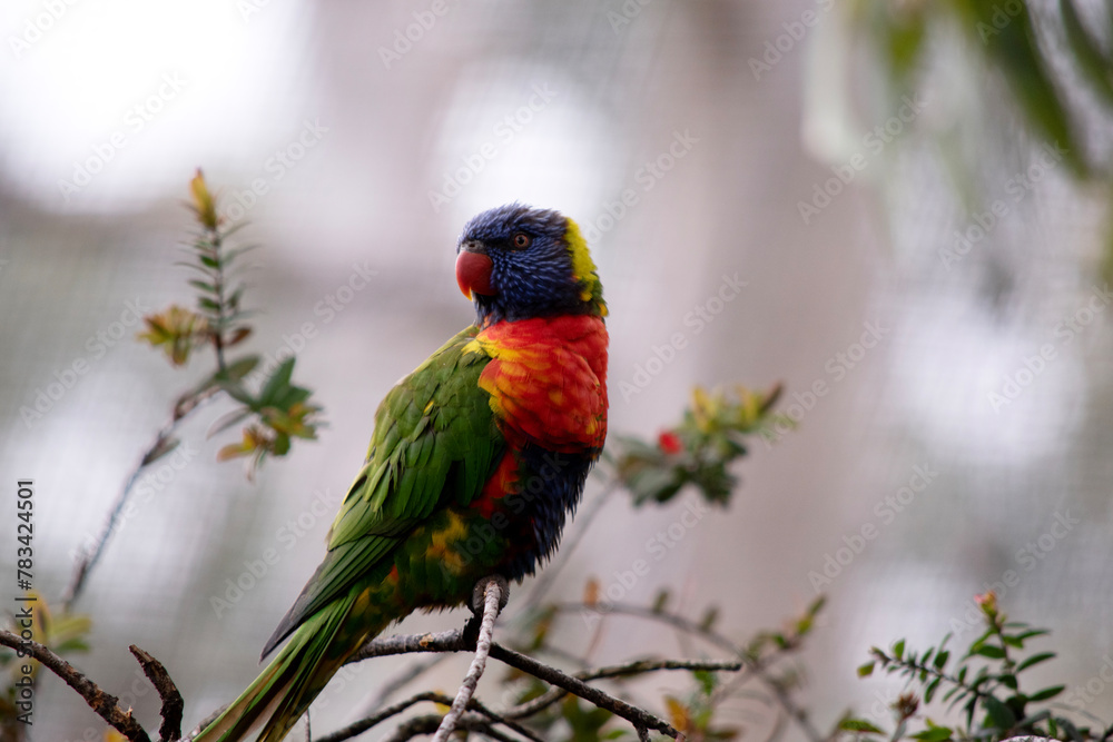 The rainbow lorikeet has a bright yellow-orange/red breast, a mostly violet-blue throat and a yellow-green collar.