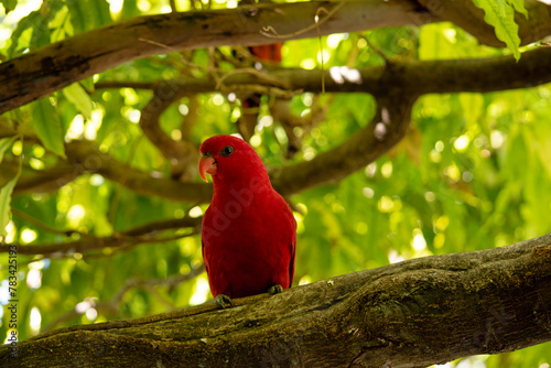 the red lory is mostly red and all the plumage of the upper body is red. There are red, blue, and black marks on the back and wings,