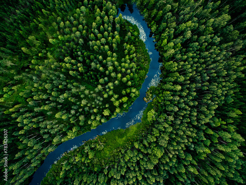 Aerial view of green grass forest with tall pine trees and blue bendy river flowing through the forest