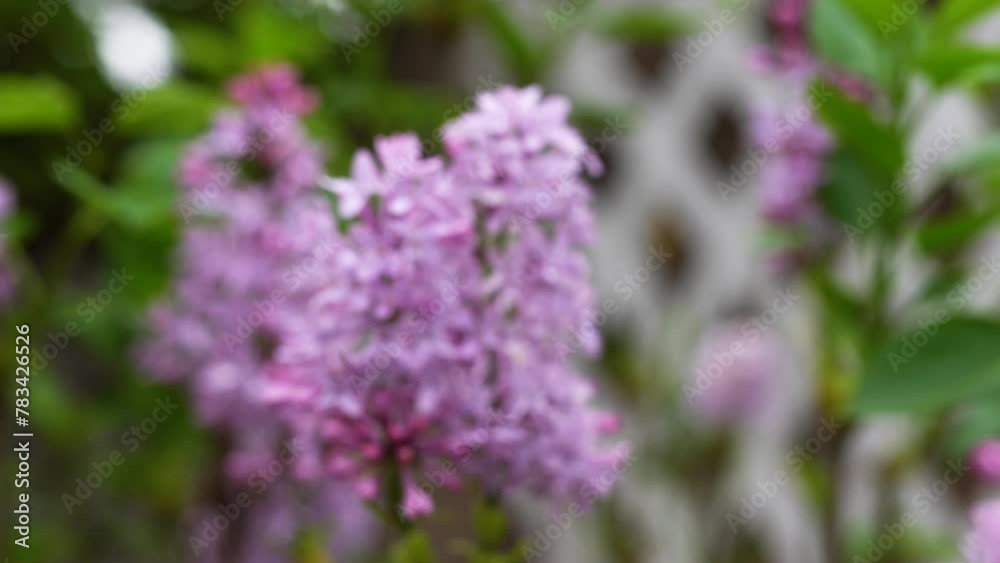 Lavender Clusters of lilac flowers bloom in the garden with a soft blur in the background. Flowers stand out in front of a white lattice and a blurred building. High quality 4k footage Lavender Clusters of lilac flowers bloom in the garden with a soft blur in the background. Flowers stand out in front of a white lattice and a blurred building. High quality 4k footage