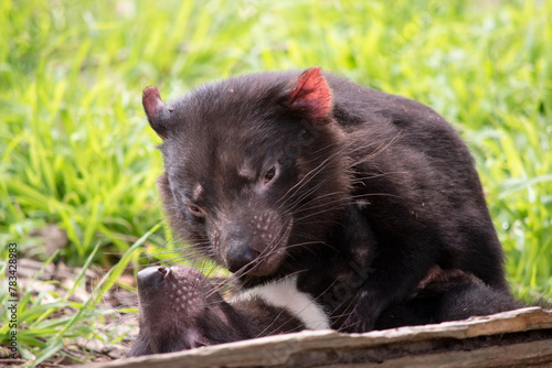 Tasmanian Devils are the size of a small dog. Devils have black fur with a large white stripe across their breast and the odd line on their back. © susan flashman