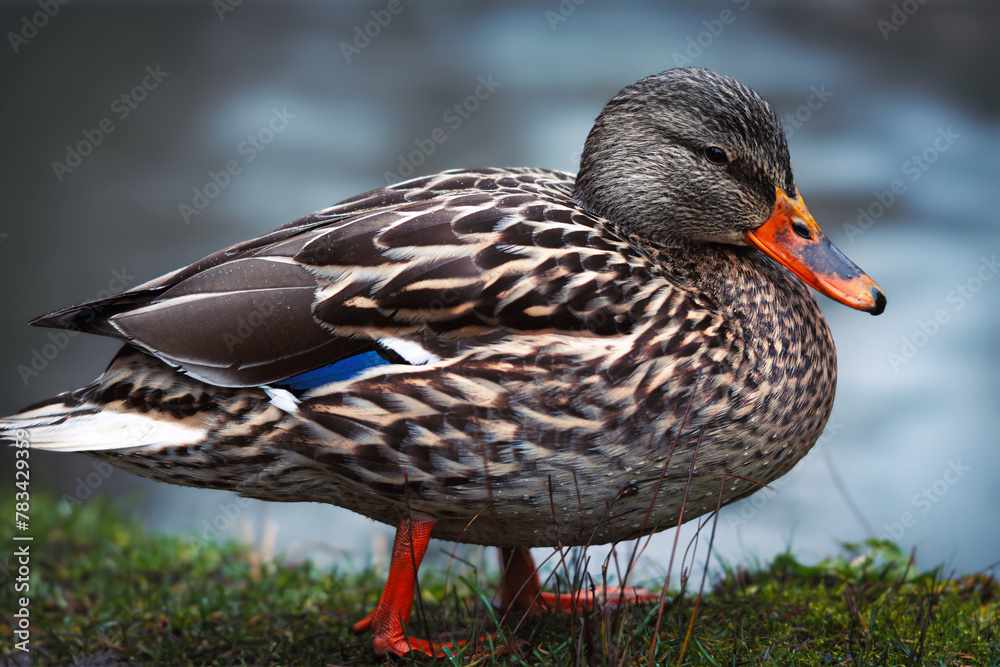 duck on a pond duck on a pond