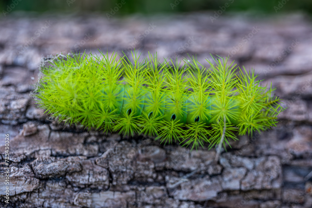 Macro photo of a green fire taturana or Macro photo of a green fire taturana or