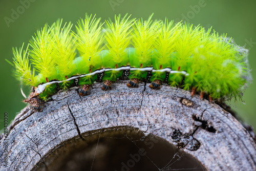 Macro photo of a green fire taturana or 
