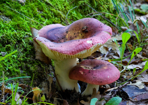 Darkening brittlegill, aka russula vinosa or obscura, mushroom in a forest. Sardinia, Italy.
