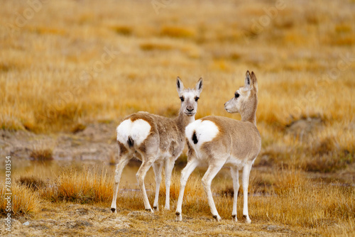 Two Tibetan Gazelles on the Prairie